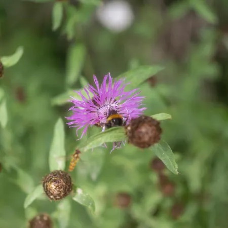 Apartment Gorczanski Widok Nowy Targ
