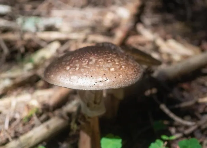 Apartment Gorczanski Widok Nowy Targ