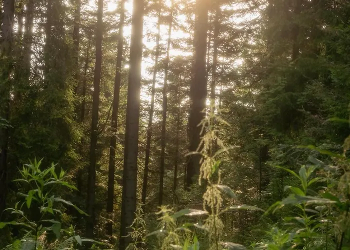 Gorczanski Widok Apartment