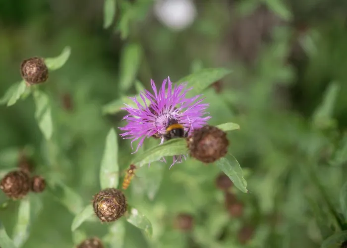 Apartment Gorczanski Widok Nowy Targ